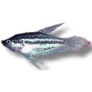 Gurami Schalleri 3cm , Trichopsis Schalleri