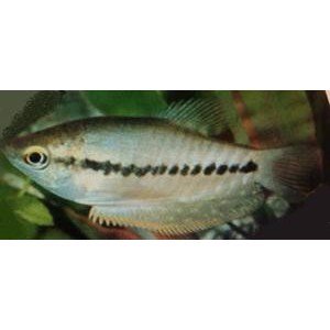 Gurami Slangeskins