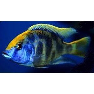 Malawiciklide, Haplochromis  Venustus