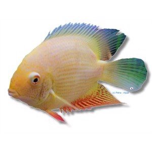 Heros / severum gold 5cm.