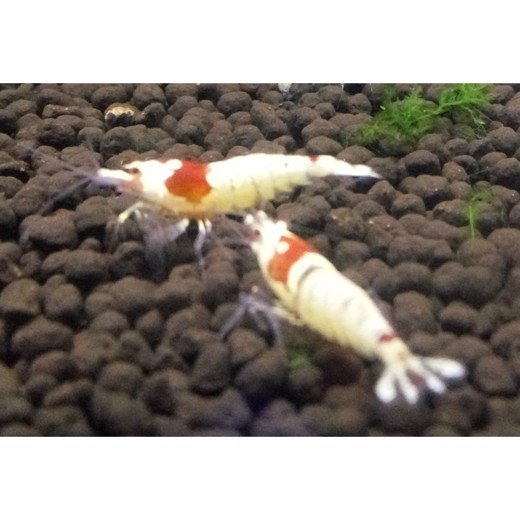 Reje CRS , Hinomari Crystal red shrimp