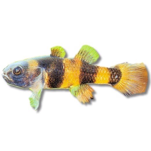 Humlebi Brachygobius xanthozona
