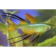 Iriatherina werneri