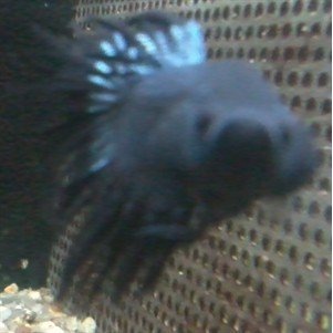 Kampfisk han Black orchid crowntail. XL