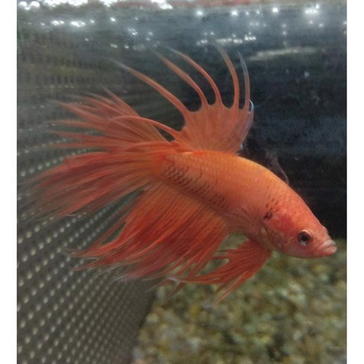 Kampfisk han Crowntail mix XL