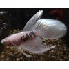 Kampfisk han Dragon hvid