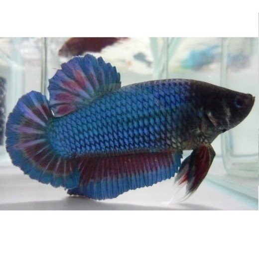 Kampfisk han Giant