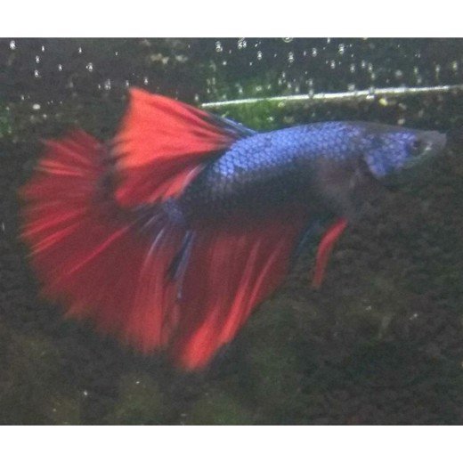 Kampfisk han Halfmoon Deluxe
