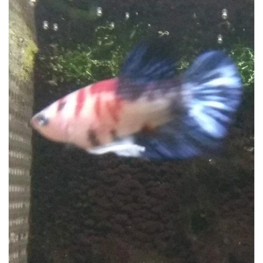 Kampfisk han Koi