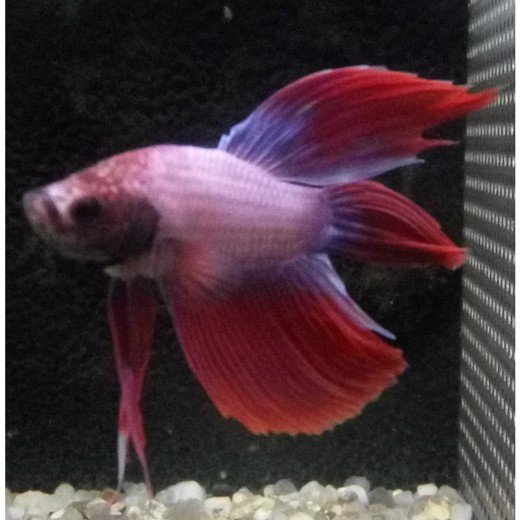 KampFisk Han  purple