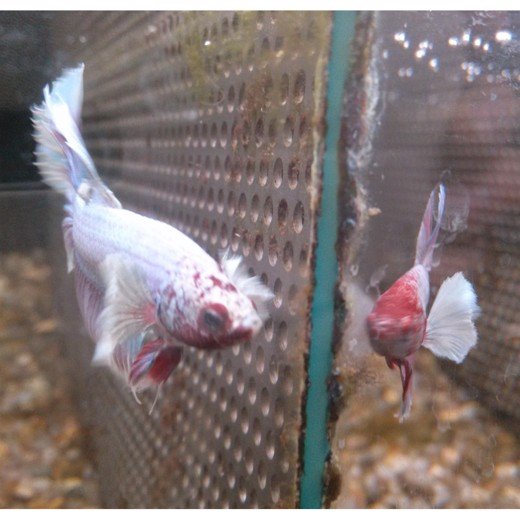 KampFisk Han super delta big ears