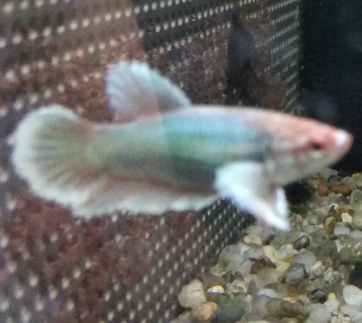 Kampfisk hun Super delta dumbo