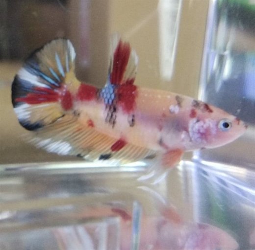 Kampfisk PKHM Emerald Candy Han