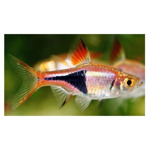 Kileplet Rasboa