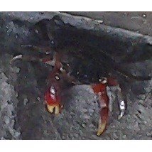 Krabbe 2cm , Pseudosesarma moeshi