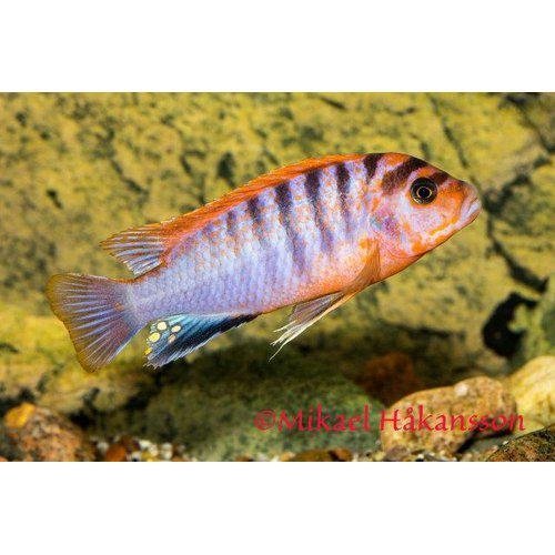 Labeotropheus Hongi red top