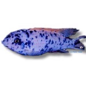 Labeotropheus trawavasae marmelade