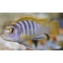 Labidochromis Mbamba