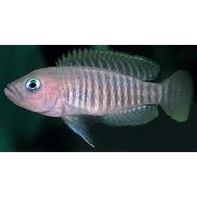 Lamprologus Multifasciatus