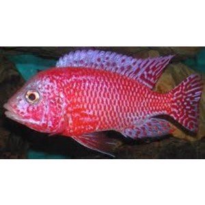 Malawiciklide, Aulonocara red dragon