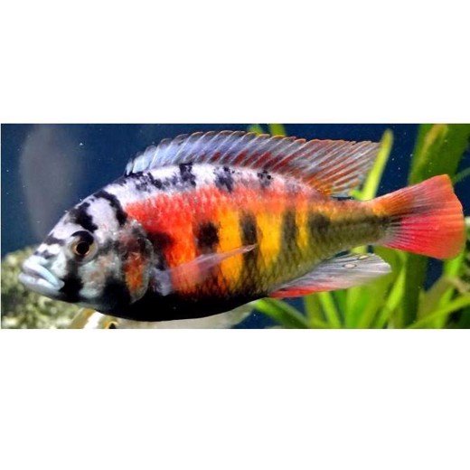 Malawiciklide, Hap. obliquidens zebra