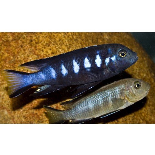 Malawiciklide, Pseudotropheus Elongatus  chewere