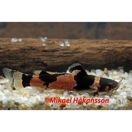 Microglanis iheringi