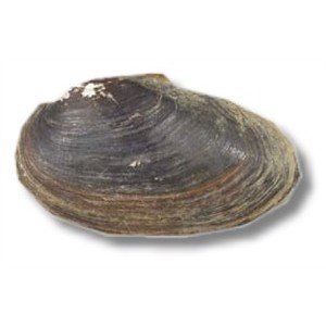 Musling Vandrenser 7-10cm