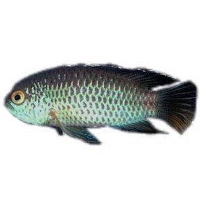 Nannacara Anomala, 4-7cm