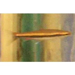 Nannostomus beckfordi red