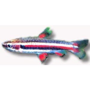 Nannostomus Marginatus