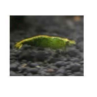 Reje, Neocaridina davidi green jade