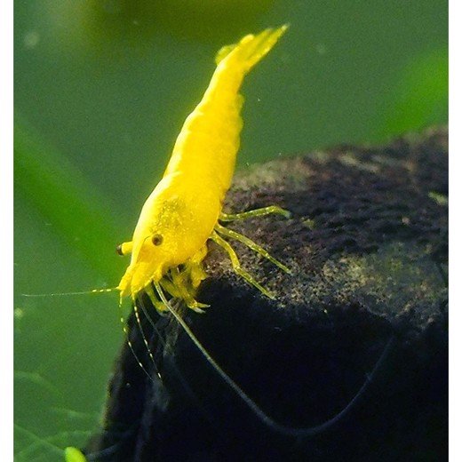 Reje, Neocaridina davidi yellow fire