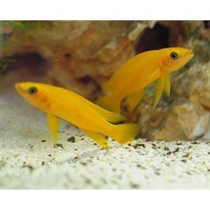 Neolamprologus Leleupi