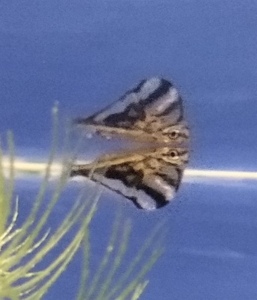 Øksefisk, Carnegiella strigata - marmor