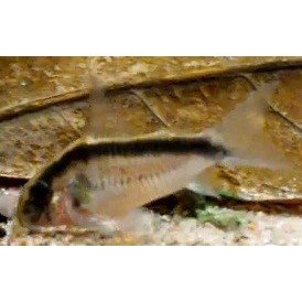 Pansermalle Corydoras Arcuatus