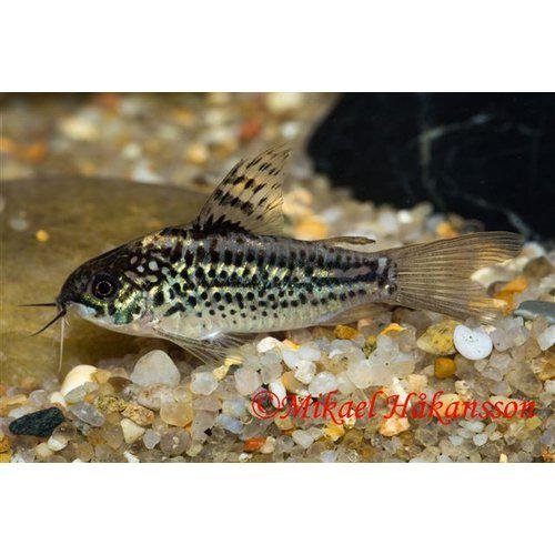 Pansermalle Corydoras Eleganz
