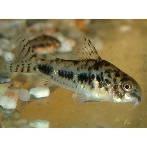 Pansermalle habrosus
