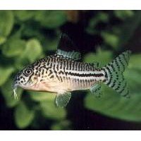 Pansermalle Julii 3cm