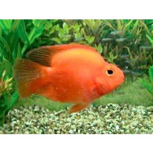 Parrot Blood 5-6cm