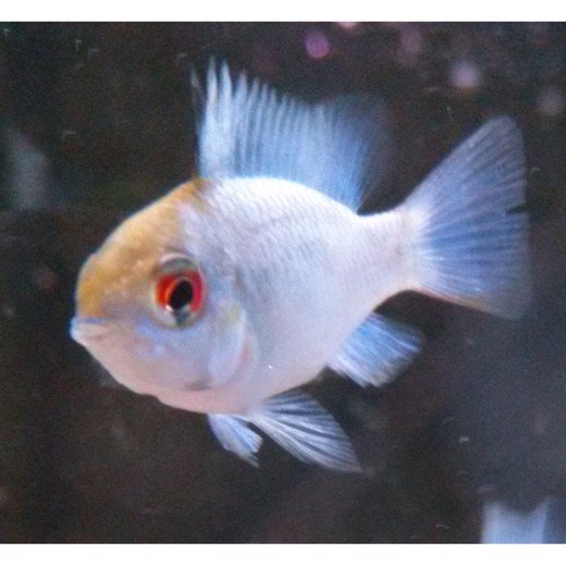 Dværgciklide, Electric Blue Ram sommerfugleciklide