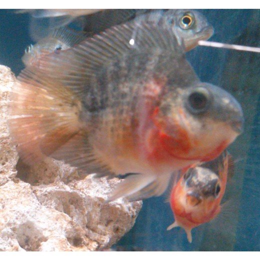 Parrot Black 5cm