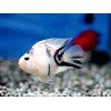 Parrot Panda 7cm