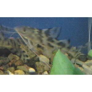 Pimelodus Pictus