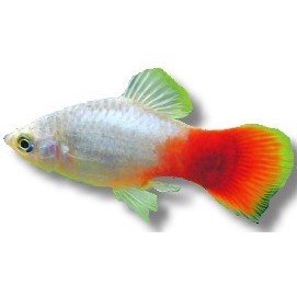 Platy Blå rød