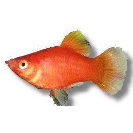 Platy Coral rød