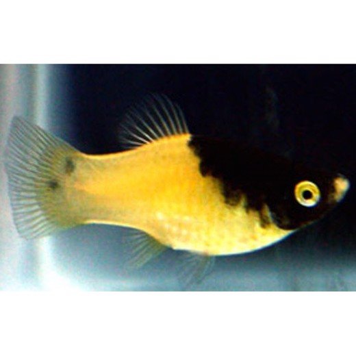 Platy humle bi
