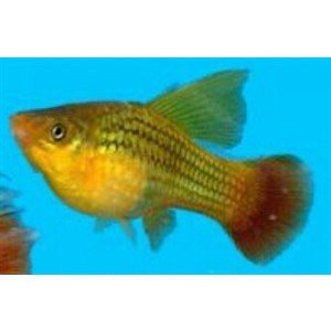 Platy sunset comet
