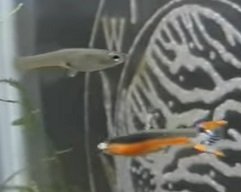 Poecilia endler - Santa Maria - bleeding heart guppy