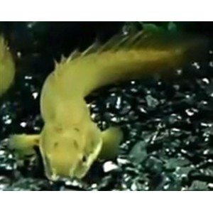 Polypterus senegalus